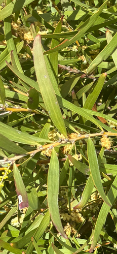 Acacia floribunda, photograph 4