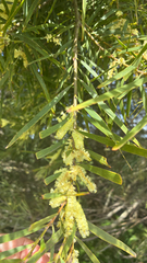 Acacia floribunda, photograph (c) Chris Parminter, some rights reserved (CC BY)