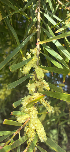 Acacia floribunda, photograph 3