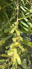 Acacia floribunda, photograph (c) Chris Parminter, some rights reserved (CC BY)