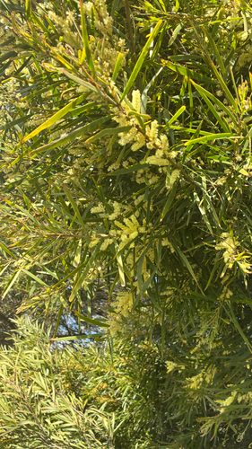 Acacia floribunda
