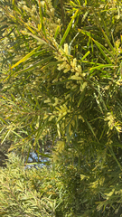 Acacia floribunda