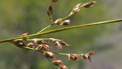 Juncus mexicanus