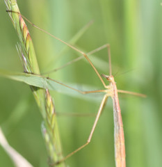 Apterobittacus apterus