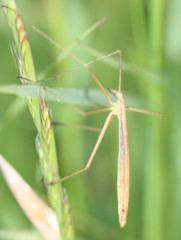 Apterobittacus apterus