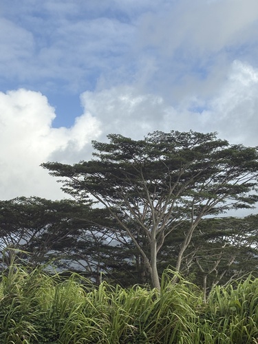 Albizia observed 2026-09-02