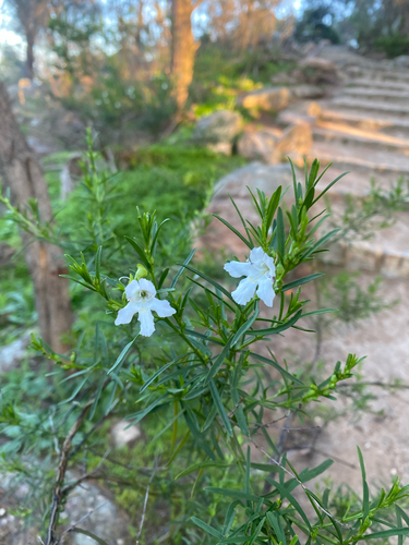 Prostanthera nivea, photograph 1