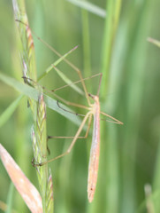 Apterobittacus apterus