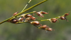 Juncus mexicanus