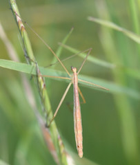 Apterobittacus apterus