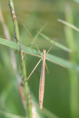 Apterobittacus apterus