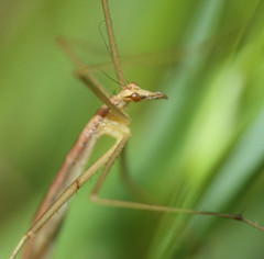 Apterobittacus apterus