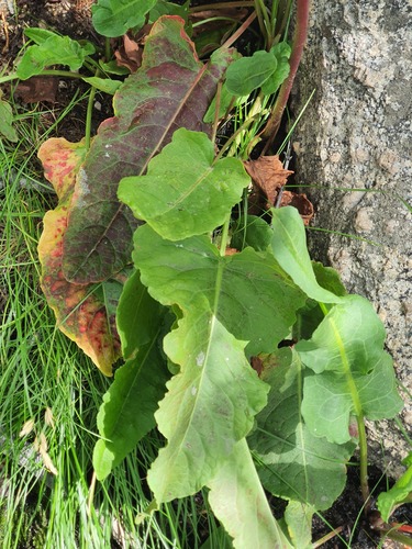 Rumex occidentalis, photograph 4