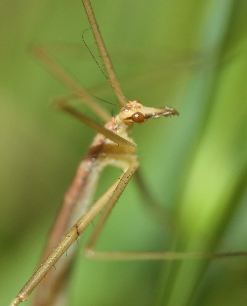 Wingless Hangingfly