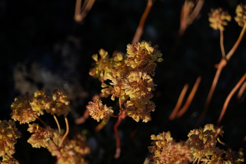 marumleaf buckwheat