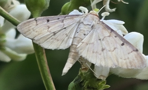 Southern Beet Webworm Moth