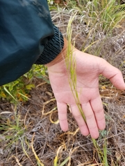 Bromus laevipes