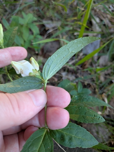 white turtlehead