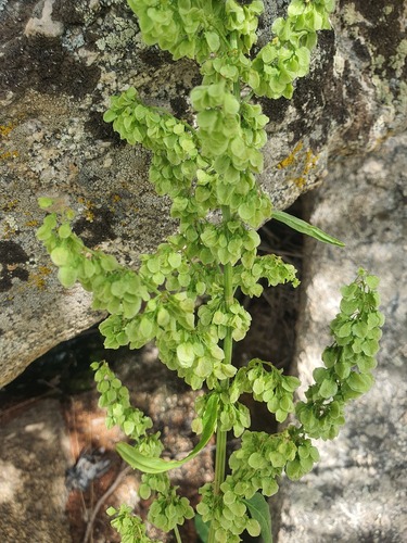 Rumex occidentalis, photograph 5