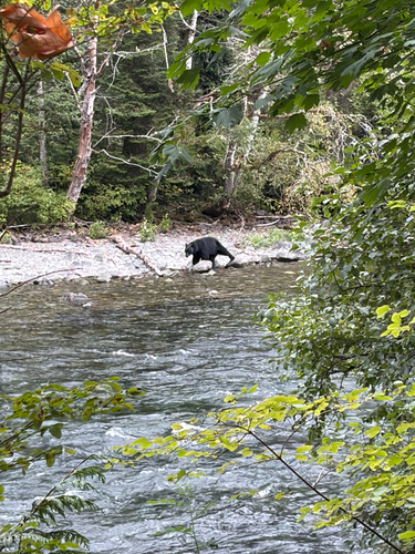 Black Bear sighting near Gold River Hwy