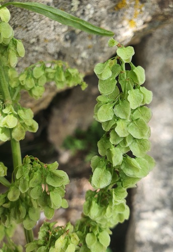 Rumex occidentalis, photograph 6