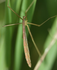 Apterobittacus apterus