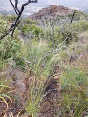 Bromus laevipes