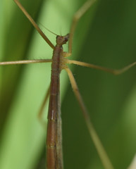 Apterobittacus apterus