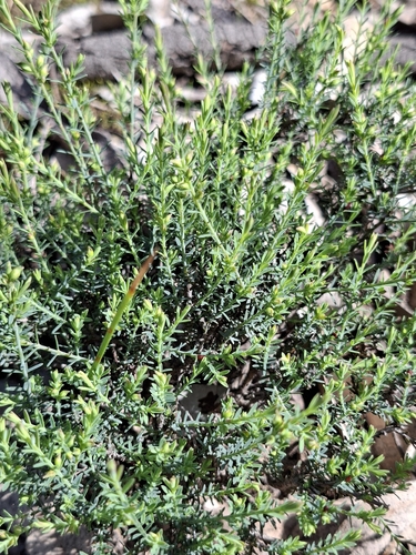 large-leaf eutaxia