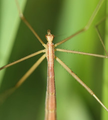 Apterobittacus apterus