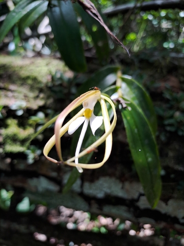 Epidendrum nocturnum