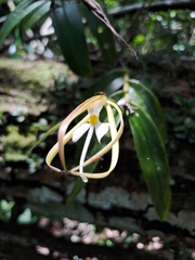 Epidendrum nocturnum