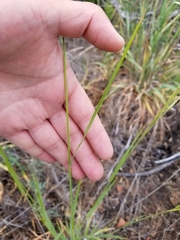 Bromus laevipes