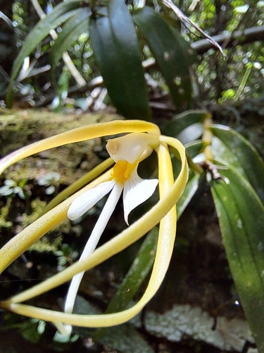 Epidendrum nocturnum, photograph 2