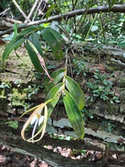 Epidendrum nocturnum, photograph (c) Jezreel Tiul, some rights reserved (CC BY)