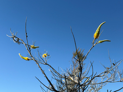 Grevillea eriostachya