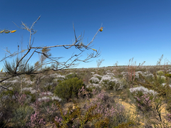 (c) smathichong, some rights reserved (CC BY) Grevillea eriostachya, photograph (c) smathichong, some rights reserved (CC BY)