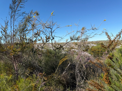 (c) smathichong, some rights reserved (CC BY) Grevillea eriostachya, photograph (c) smathichong, some rights reserved (CC BY)