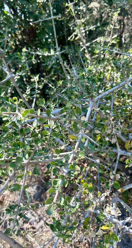 Bushveld Gardenia
