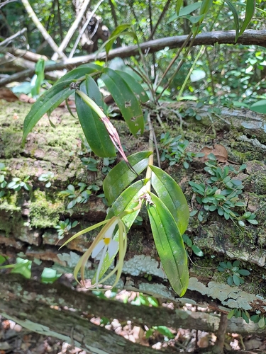 Epidendrum nocturnum, photograph 4