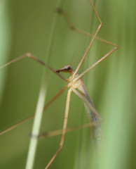 Apterobittacus apterus