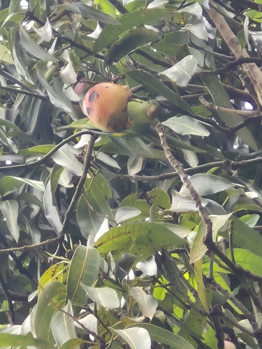 Yellow-chevroned Parakeet