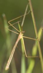 Apterobittacus apterus