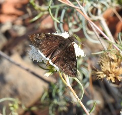 Erynnis tristis tatius