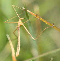 Apterobittacus apterus