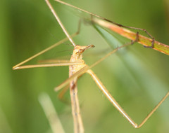 Apterobittacus apterus