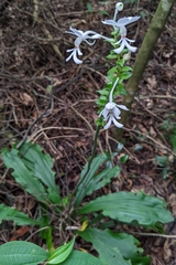 Calanthe triplicata, photograph (c) 許文俊, some rights reserved (CC BY-SA)