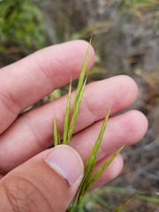 Bromus laevipes