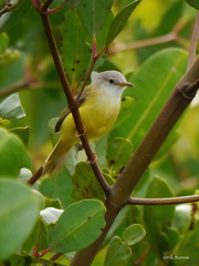 Eremomela pusilla