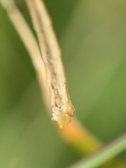 Apterobittacus apterus